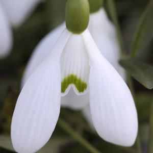 2434 Snowdrop