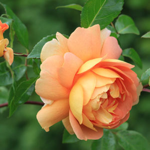 9233 Orange Rose