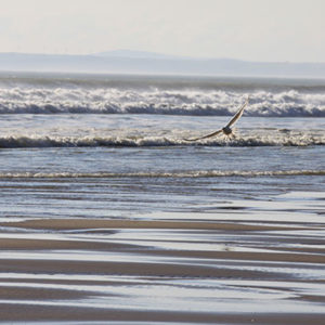 9767 Birds in the Waves